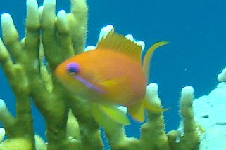 Pseudanthias squamipinnis - Juwelen-Fahnenbarsch